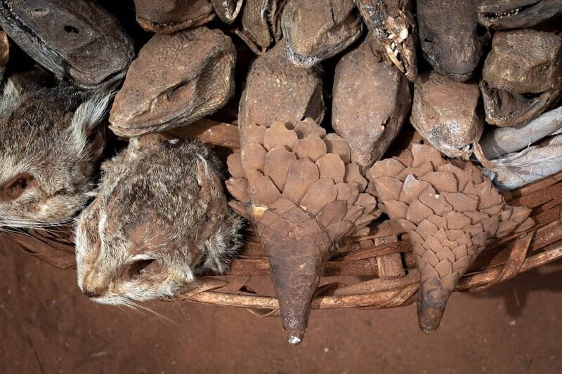 Pandemics and Pangolins: The Use of Wild Animal Parts in Traditional Medicine