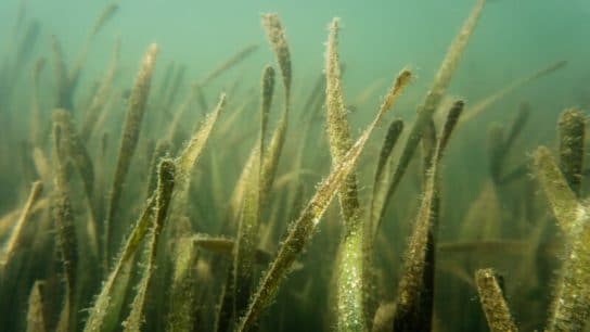 Seagrass, an Important Ocean Plant, is Making a Comeback