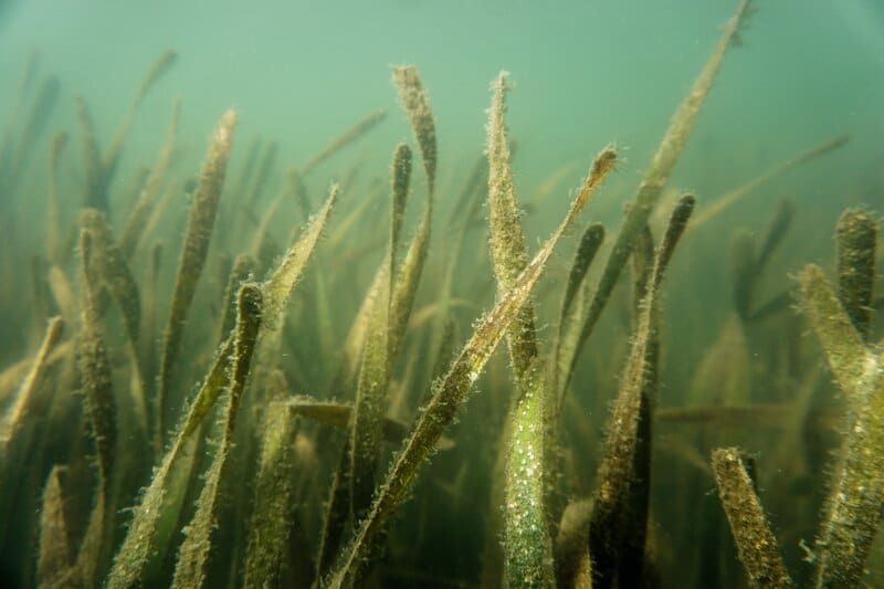 Seagrass, an Important Ocean Plant, is Making a Comeback