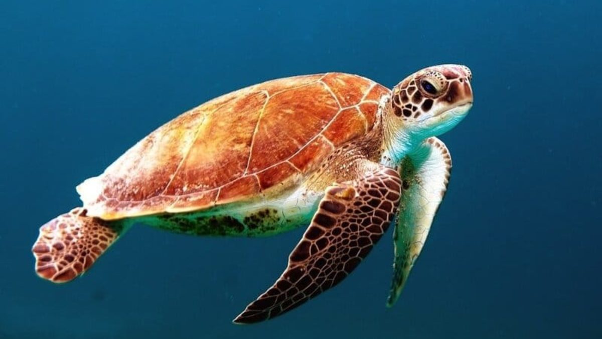 13 Endangered Marine Species 