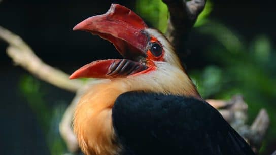 Philippines’ Rich Bird Life is More Threatened Than We Thought, Study Says