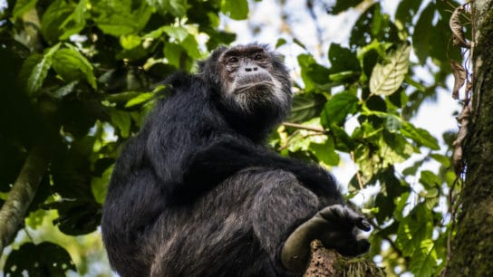 10 Interesting Facts You Didn’t Know About Chimpanzees 