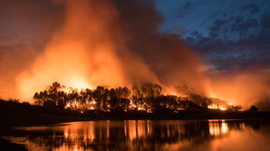 Canada Heatwave Results In Record Number Of Wildfires And Over a Billion Marine Animal Deaths