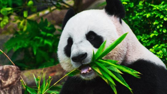 Giant Pandas are No Longer Critically Endangered in the Wild, Reclassified as Vulnerable