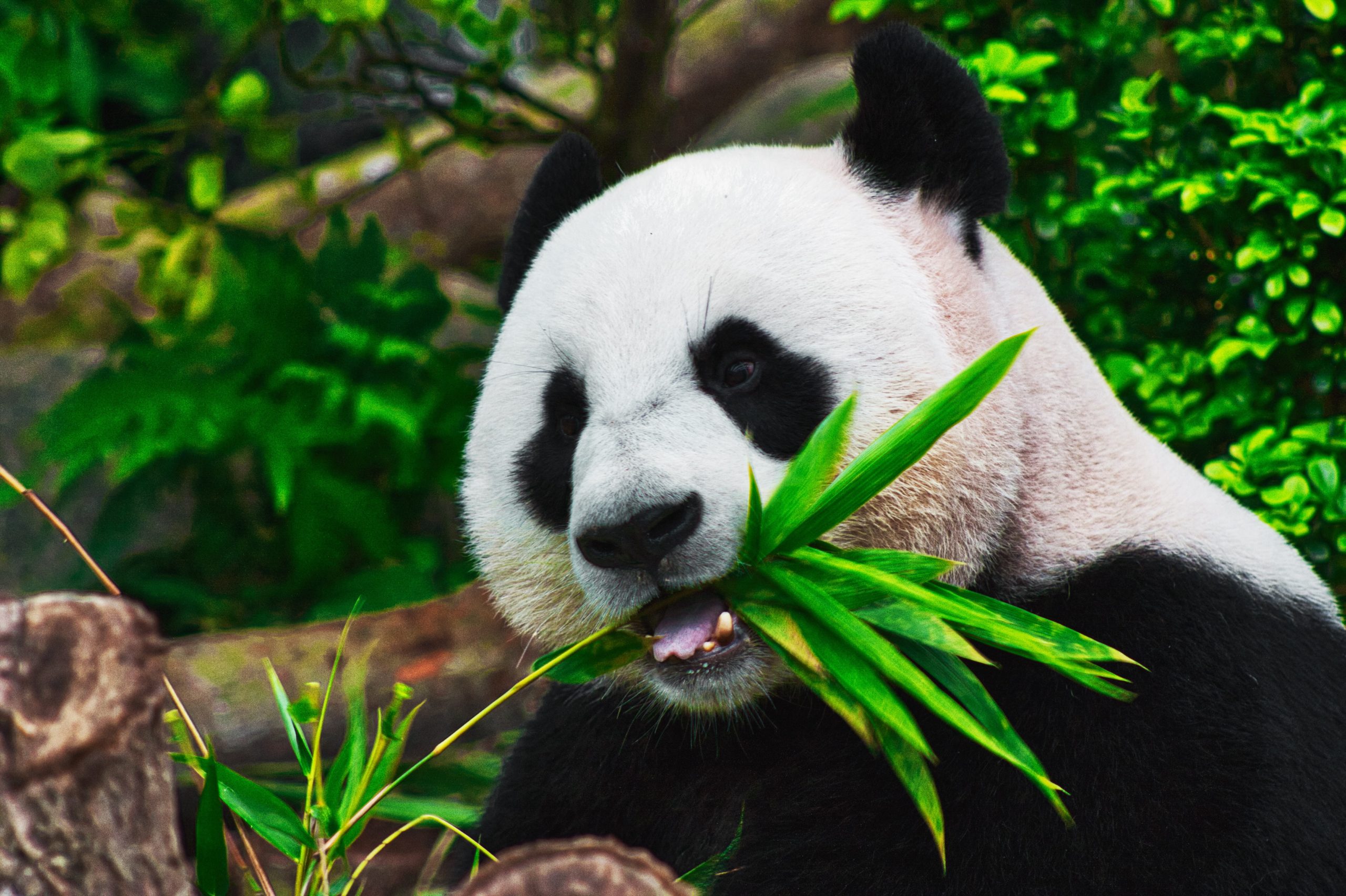 Giant Pandas are No Longer Critically Endangered, Reclassified as Vulnerable