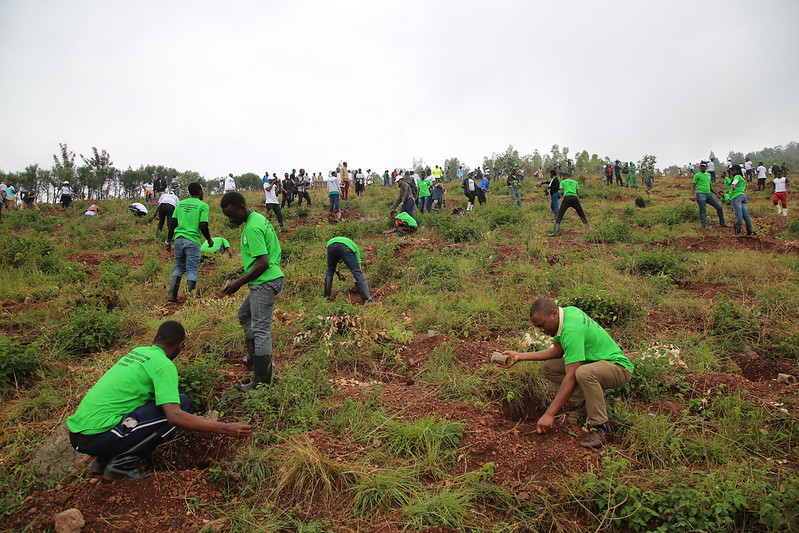 Tree Planting to Reduce CO2 Emissions: Philanthropic or Pointless?