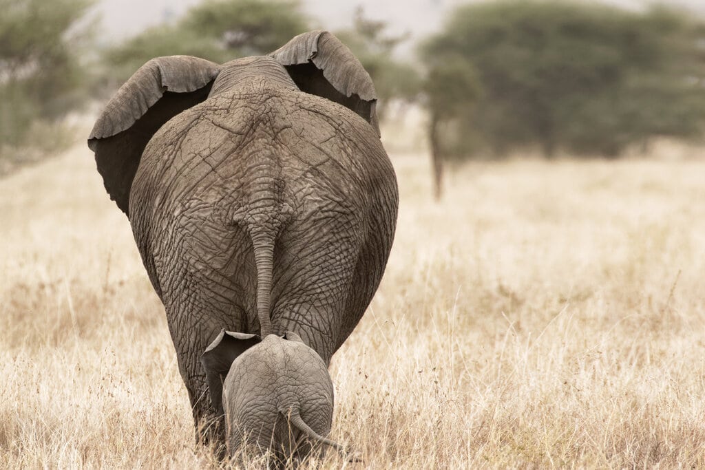 facts about elephants, jürgen_büche
