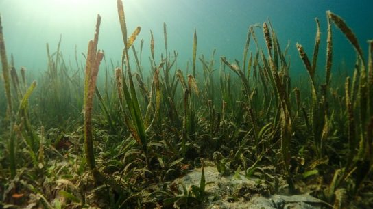 Seagrass Could Replace Forests As the Ideal Carbon Sink