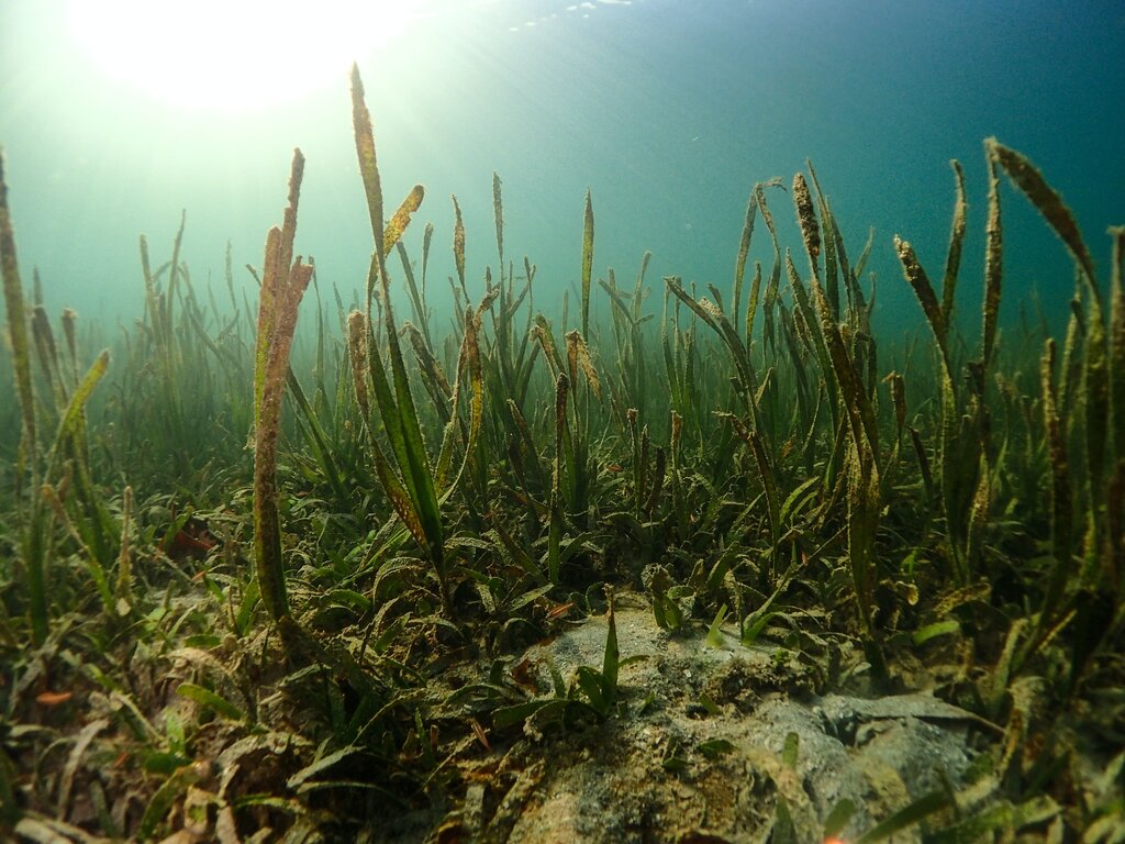 Seagrass Could Replace Forests As the Ideal Carbon Sink