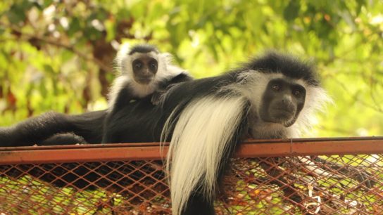 Help Save the Angolan Colobus Monkey and Reforest Diani in Kenya