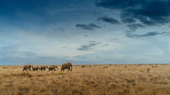 This Organisation is Saving the African Elephant and Local Farming Communities At The Same Time