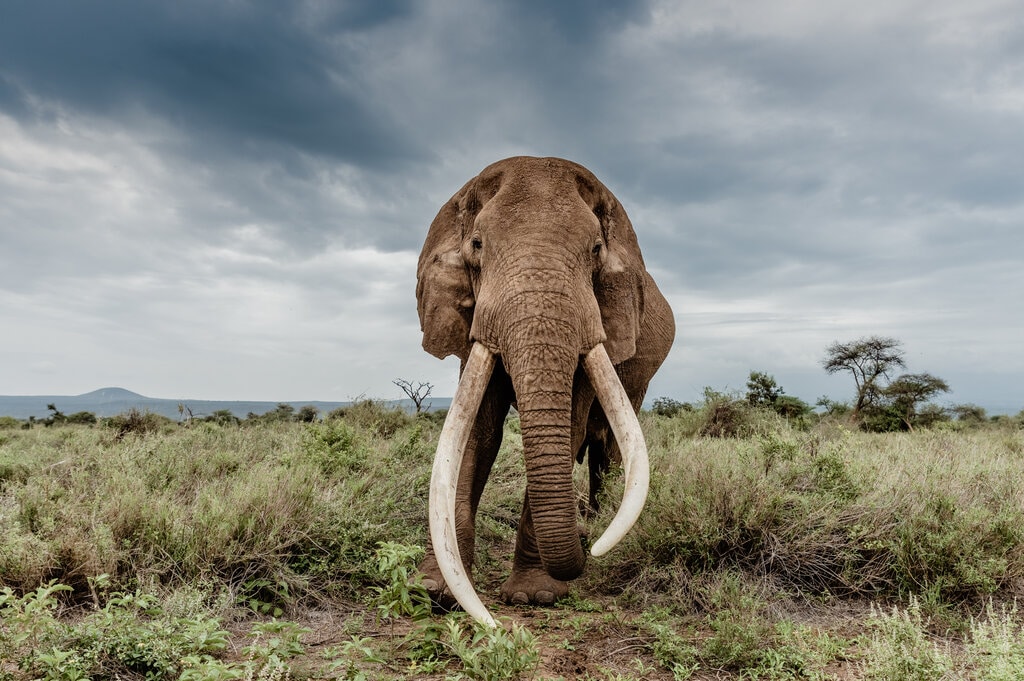 12 Incredible Facts About Elephants