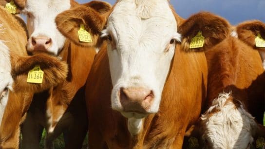 Cows Potty Trained by Scientists to Reduce Greenhouse Gas Emissions