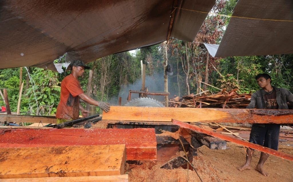 Monitoring Reveals Indonesia’s Legal Timber Industry Riddled with Violations