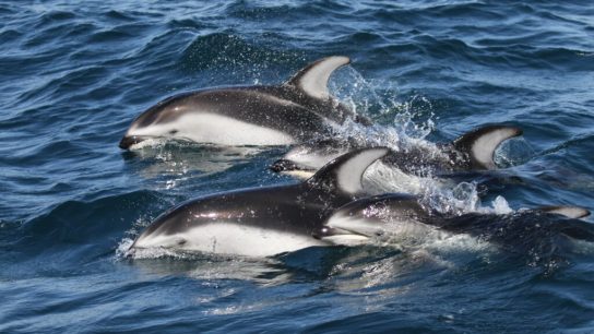 Renewed Outcry As 1,400 Dolphins Killed in Faroe Islands Traditional Hunt