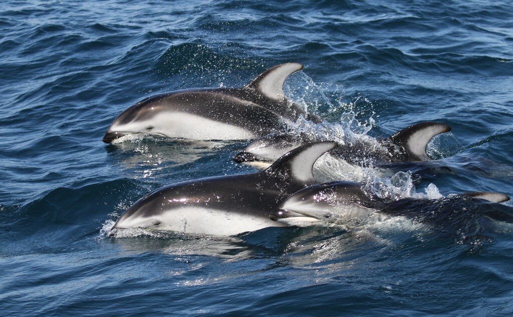 Renewed Outcry As 1,400 Dolphins Killed in Faroe Islands Traditional Hunt
