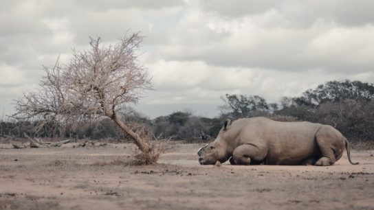 3 Poachers Received Combined 105 Years Sentencing for Rhino Poaching in South Africa