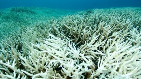 Global Coral Decline Driven by a Decade of Climate Change