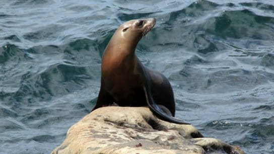 DDT Dumped Decades Ago, Now Linked to Historic Rate of Cancer in California Sea Lions