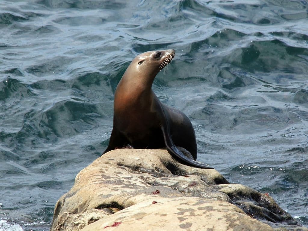 DDT Dumped Decades Ago, Now Linked to Historic Rate of Cancer in California Sea Lions