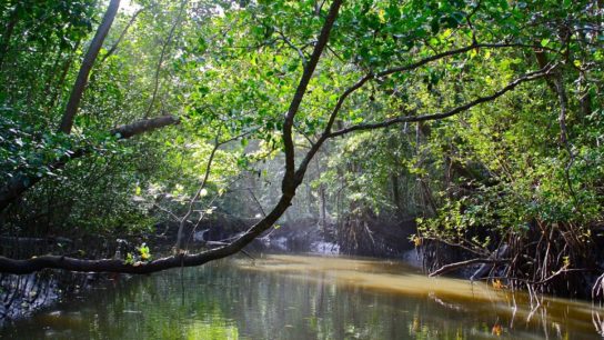 Daintree Rainforest: World’s Oldest Rainforest Returns to Australian Aboriginal People