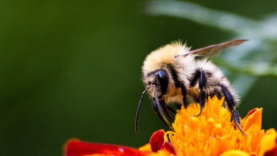 The American Bumblebee Population Has Dropped By 90% Within 20 Years