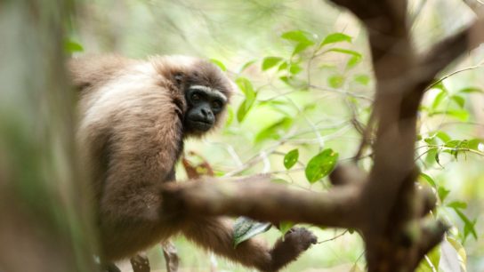 Can We Save the Critically Endangered Gibbons?