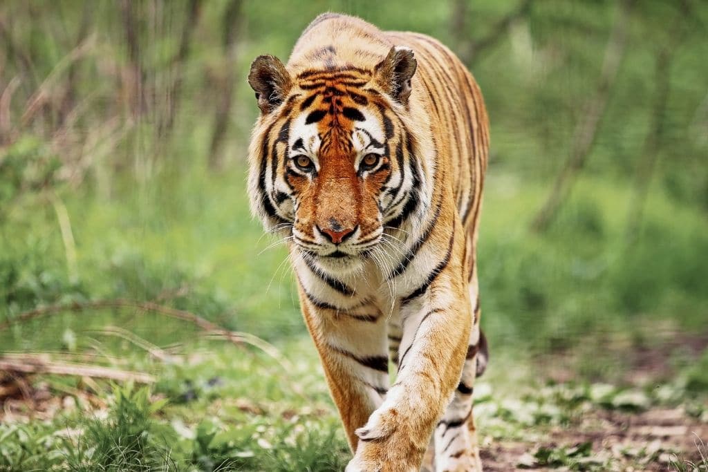 10 of the Most Endangered Species in India in 2023