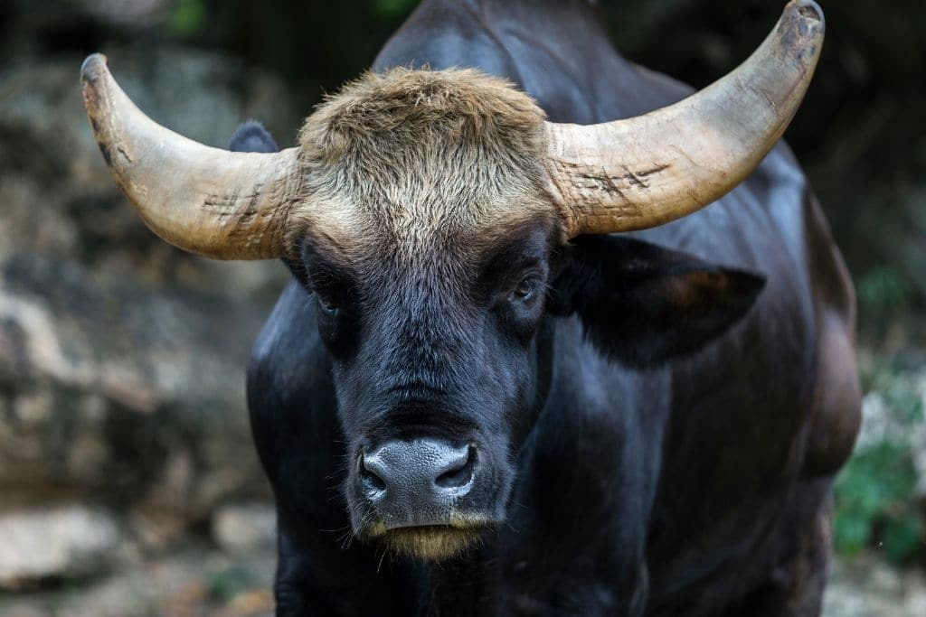 endangered species in india, indian bison