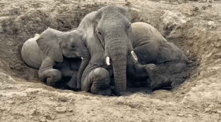 An Elephant Rescue Operation Like No Other