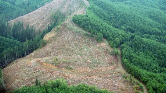 Deforestation Solutions: EU Proposes Banning Food Imports from Deforested Areas