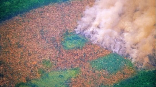 Deforestation in the Amazon Rainforest Hits 15-Year High