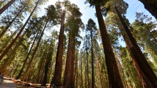 Over 10,000 Sequoia Trees of California Perished in Wildfire in Past 2 Years