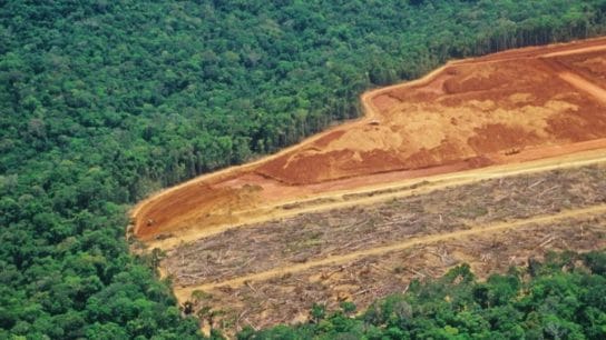 10 Stunning Amazon Rainforest Deforestation Facts to Know About
