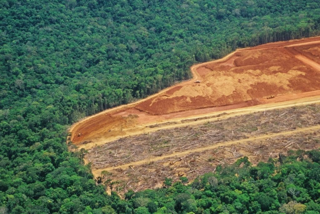 World Rainforest Day 2022: 10 Stunning Amazon Rainforest Deforestation Facts to Know About