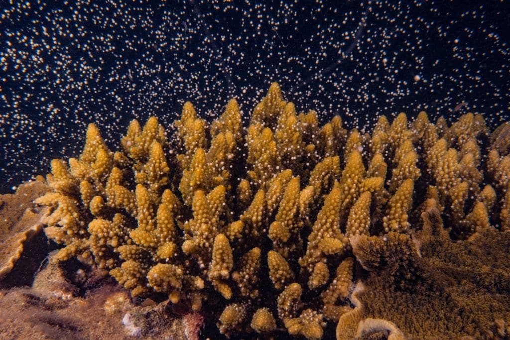 The Great Barrier Reef “Gives Birth” in Massive Coral Spawning Event