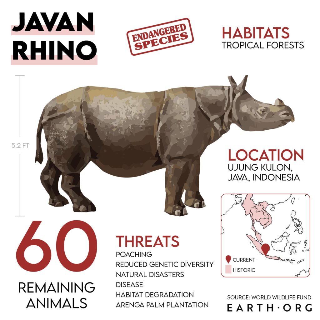 How Many Endangered Species Are There, javan rhino