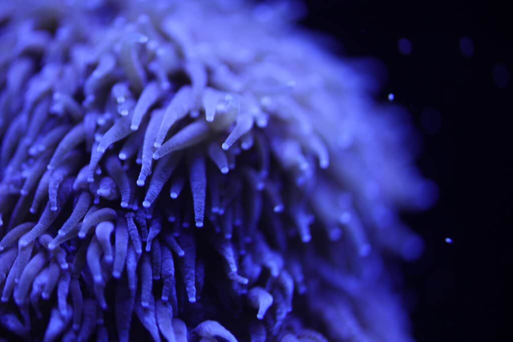 lab-grown corals