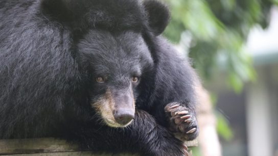 Climate Change is Threatening the Survival of Bear Species