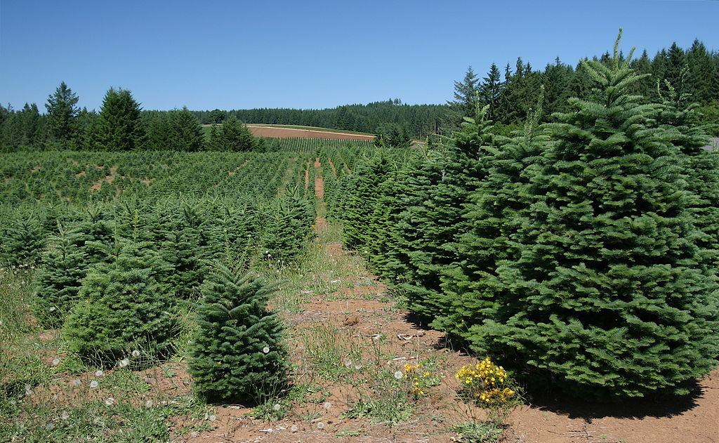 Real vs Fake Christmas Tree: Comparing The Environmental Impact