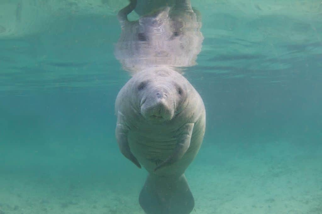 Wildlife Officials to Hand Feed Starving Florida Manatee in Unprecedented Move