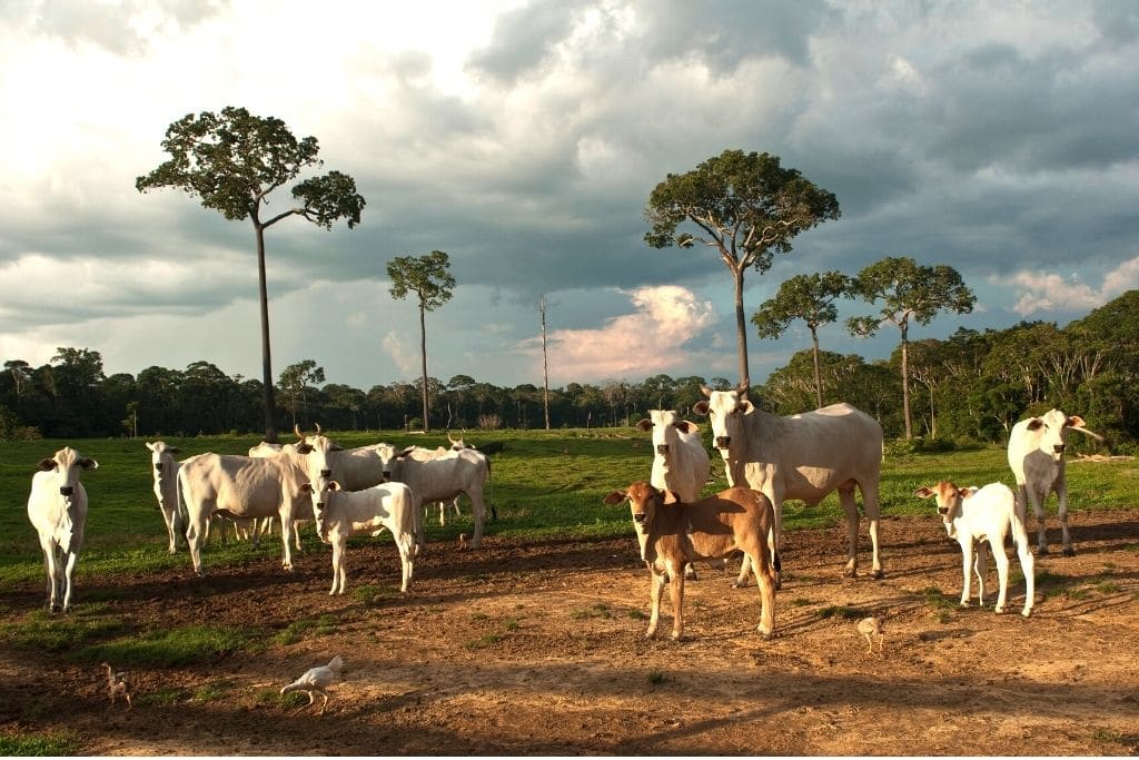 European Supermarkets Pull Beef Products Linked to Brazil Deforestation
