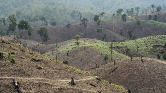 13 Inspiring Quotes about Deforestation