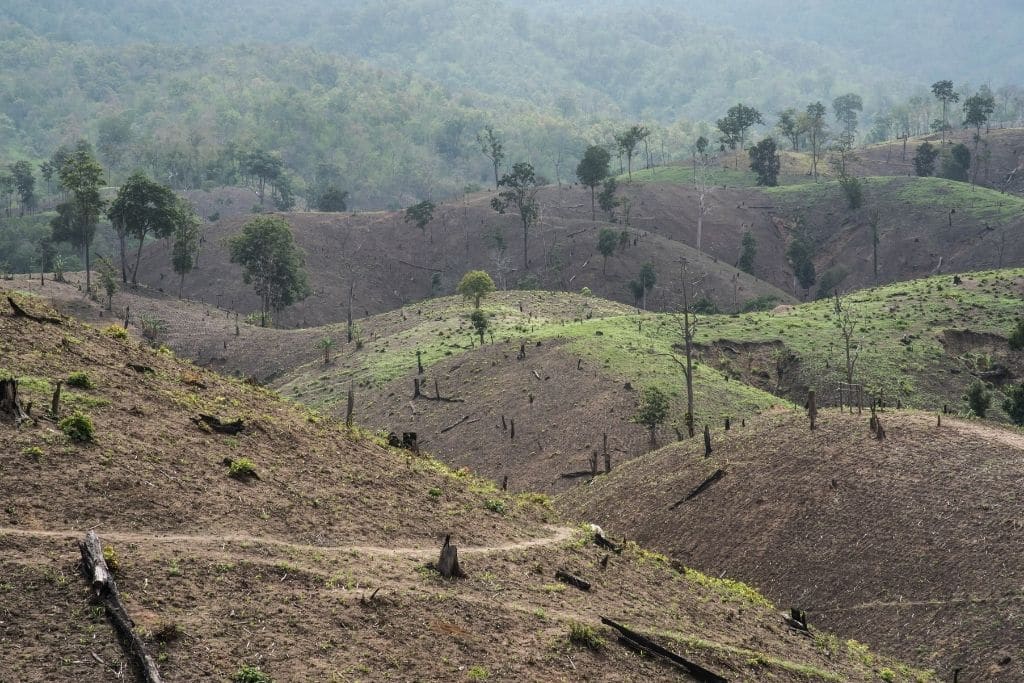 13 Quotes about Deforestation and Why We Urgently Need To Protect Our Forests