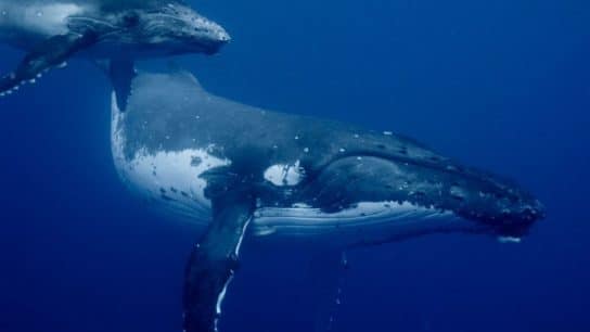 Surprising Finding From New Research Into Microplastics In Whales