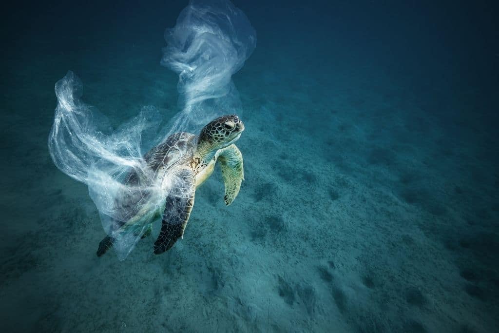 10 Ocean Pollution Facts You Need to Know 