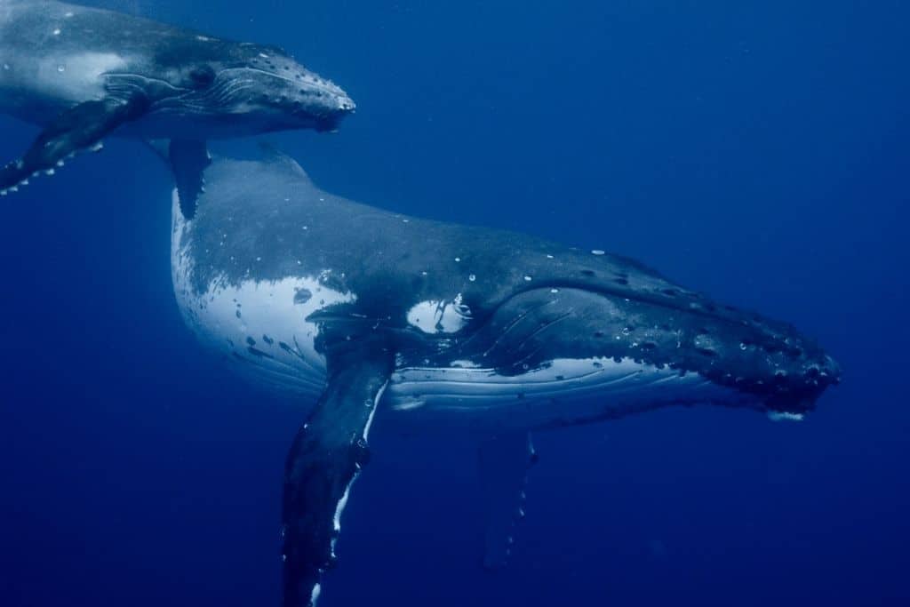 Surprising Finding From New Research Into Microplastics In Whales