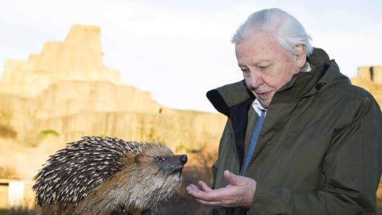 David Attenborough: 10 Best Documentaries to Watch