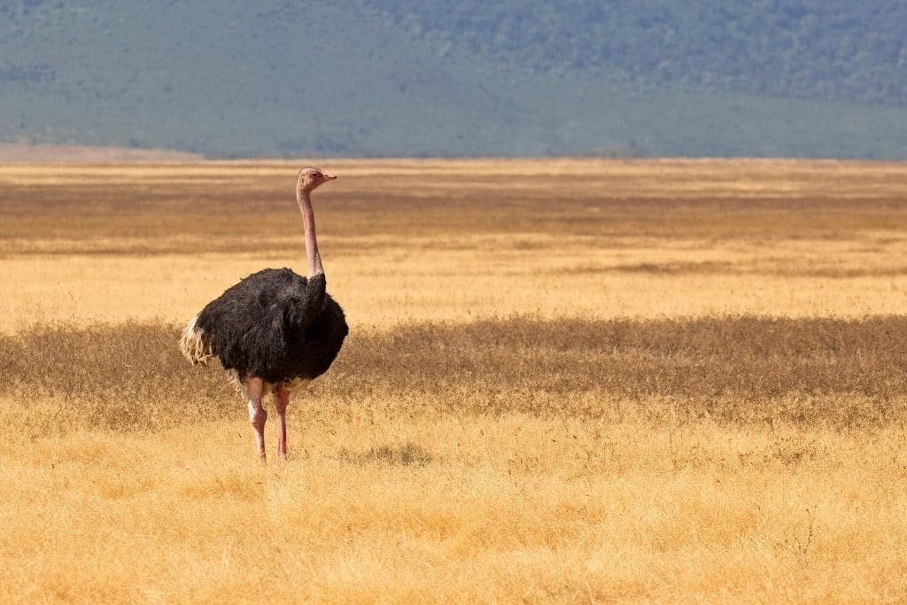 7 Most Endangered Species in the Desert 
