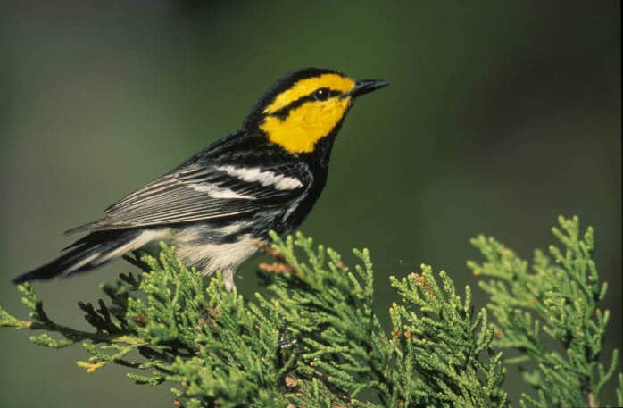 endangered species texas, golden-cheeked warbler